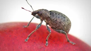 bugs święta
