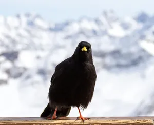 angry b