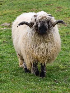konw3