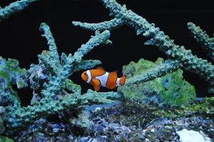 k7