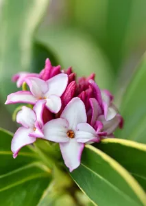 daphne