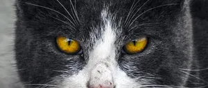 angry b