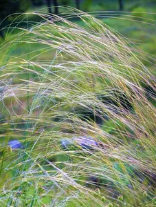 Herb-Lesznowola-300x395