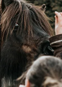 pony