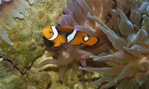 k4