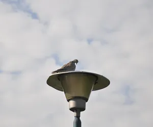 lampiony